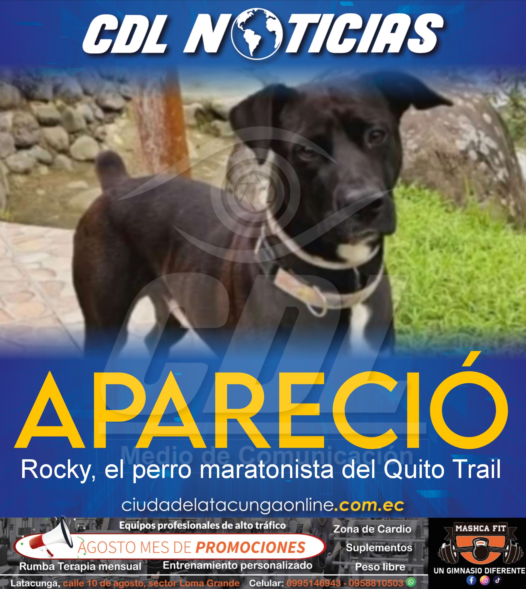 Apareció Rocky, el perro maratonista del Quito Trail