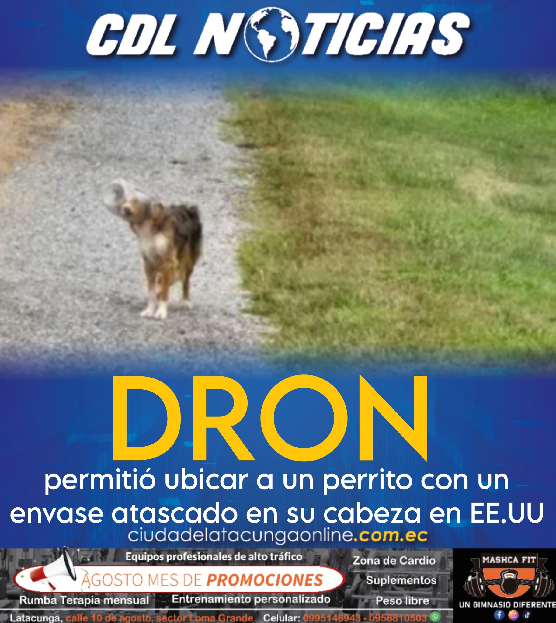 Un dron permitió ubicar a un perrito con un envase atascado en su cabeza en EE.UU