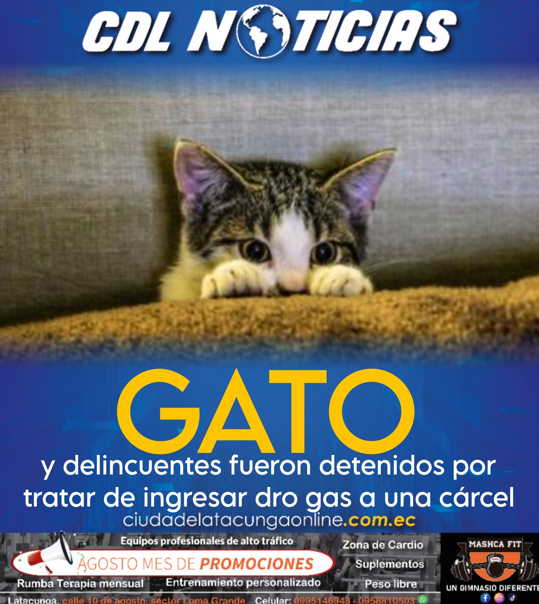 Gato y delincuentes fueron detenidos por tratar de ingresar dro gas a una cárcel