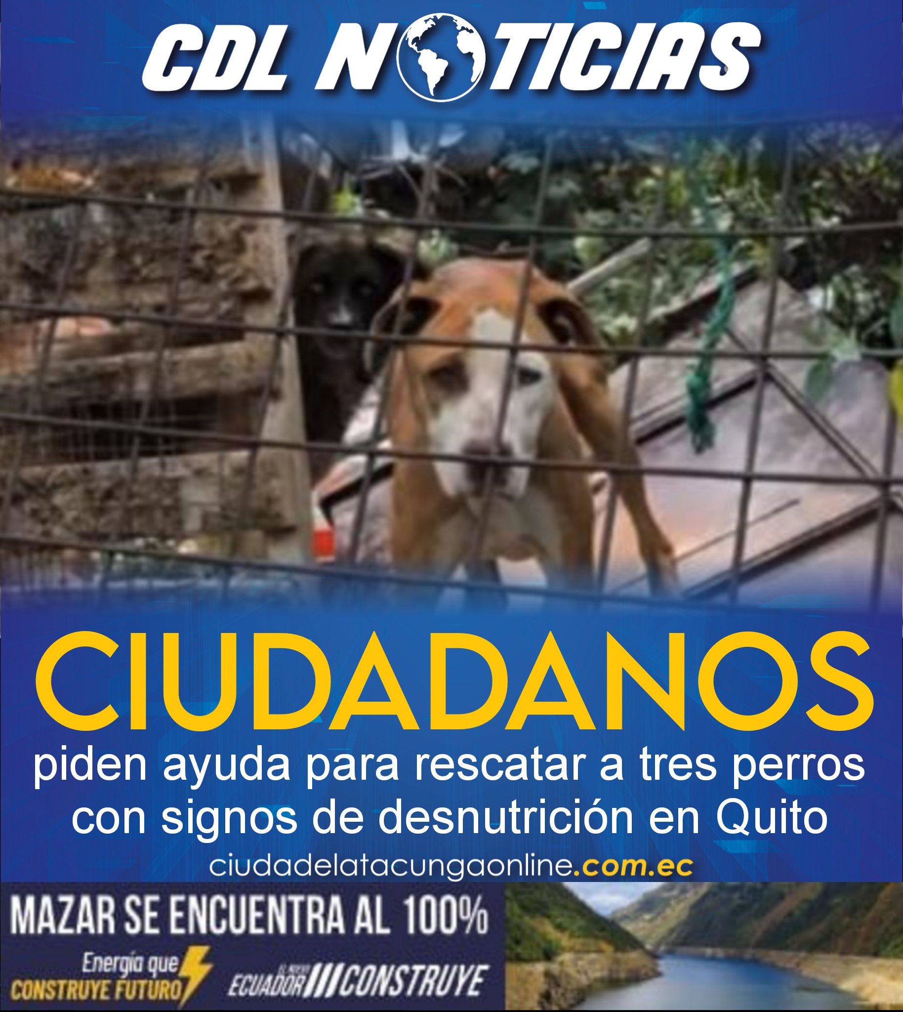 Ciudadanos piden ayuda para rescatar a tres perros con signos de desnutrición en Quito