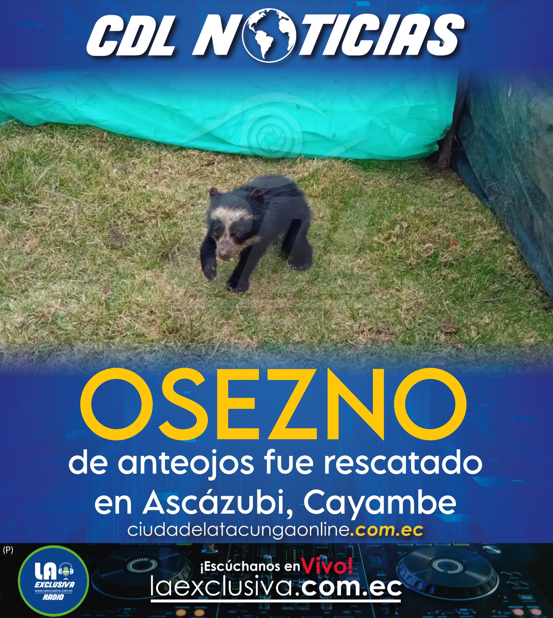 Un osezno de anteojos fue rescatado en Ascázubi, Cayambe