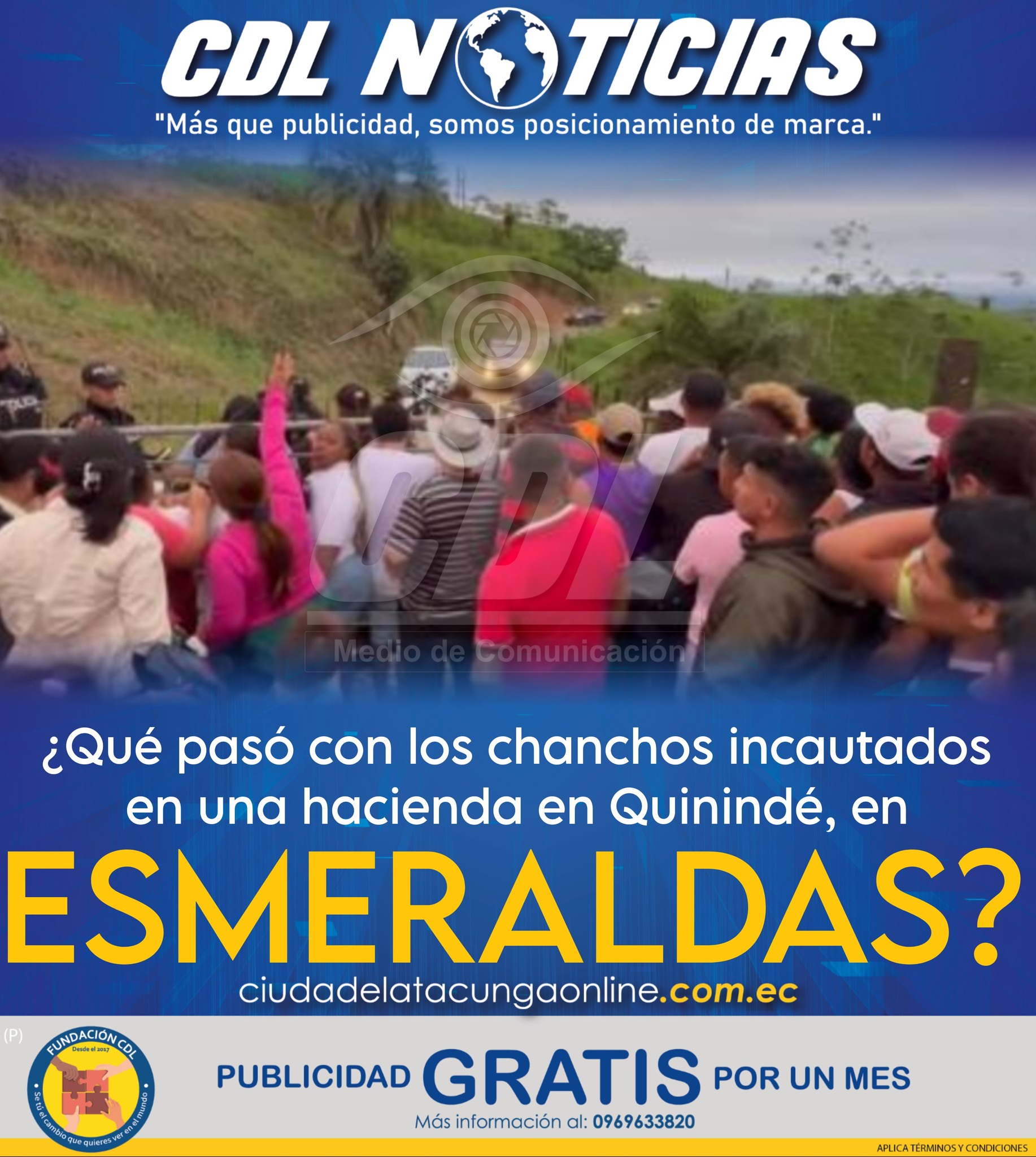 ¿Qué pasó con los chanchos incautados en una hacienda en Quinindé, en Esmeraldas?