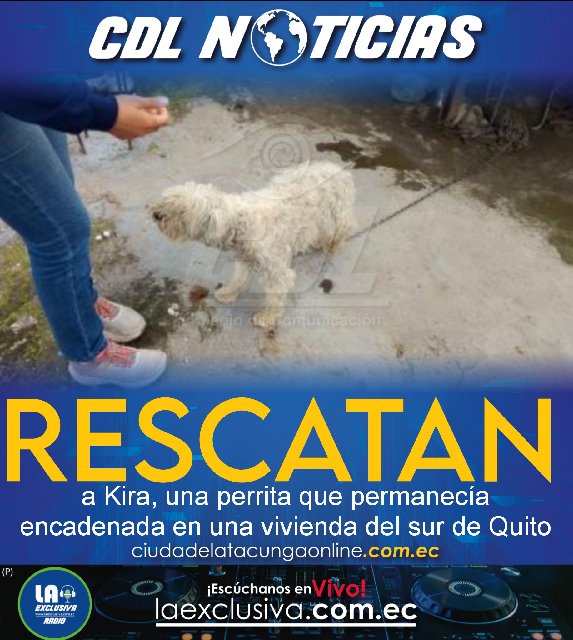 Rescatan a Kira, una perrita que permanecía encadenada en una vivienda del sur de Quito