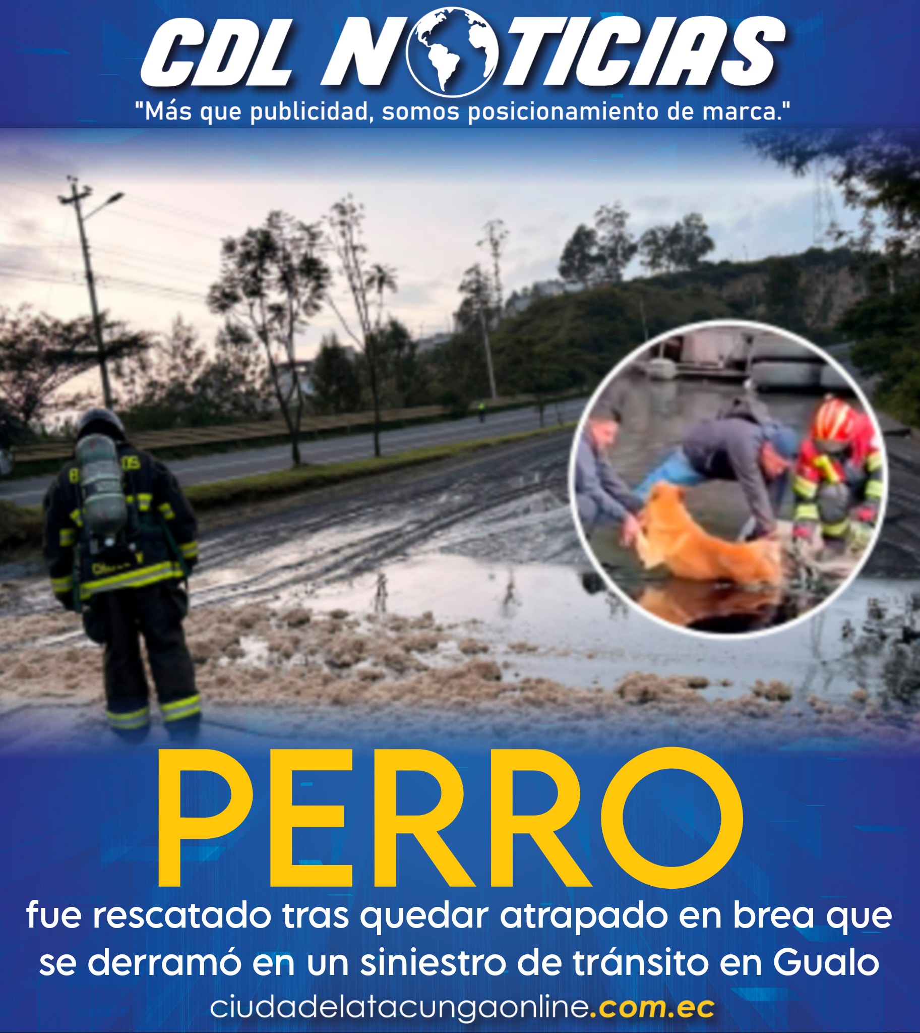 Perro fue rescatado tras quedar atrapado en brea que se derramó en un siniestro de tránsito en Gualo