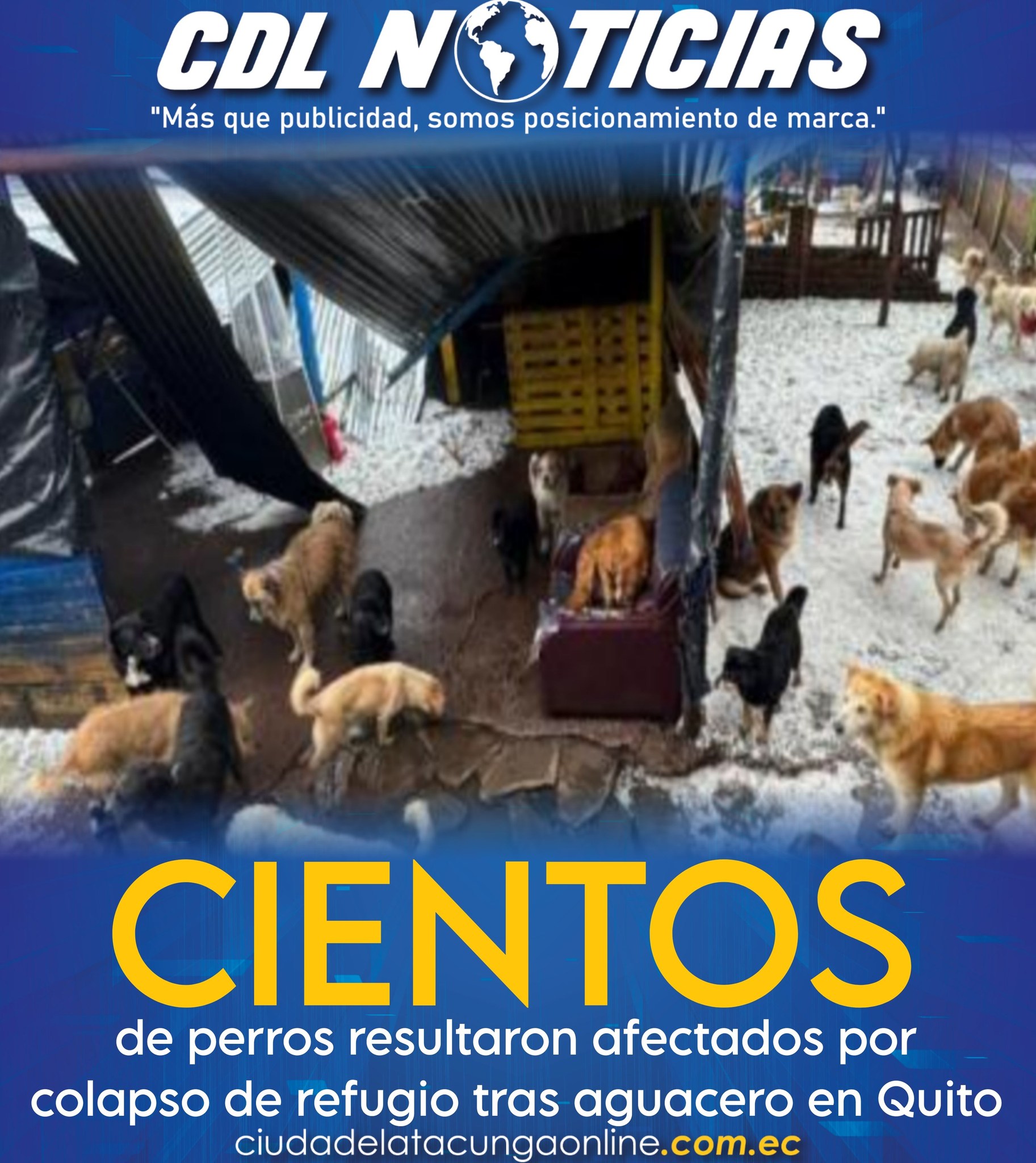 Cientos de perros resultaron afectados por colapso de refugio tras aguacero en Quito