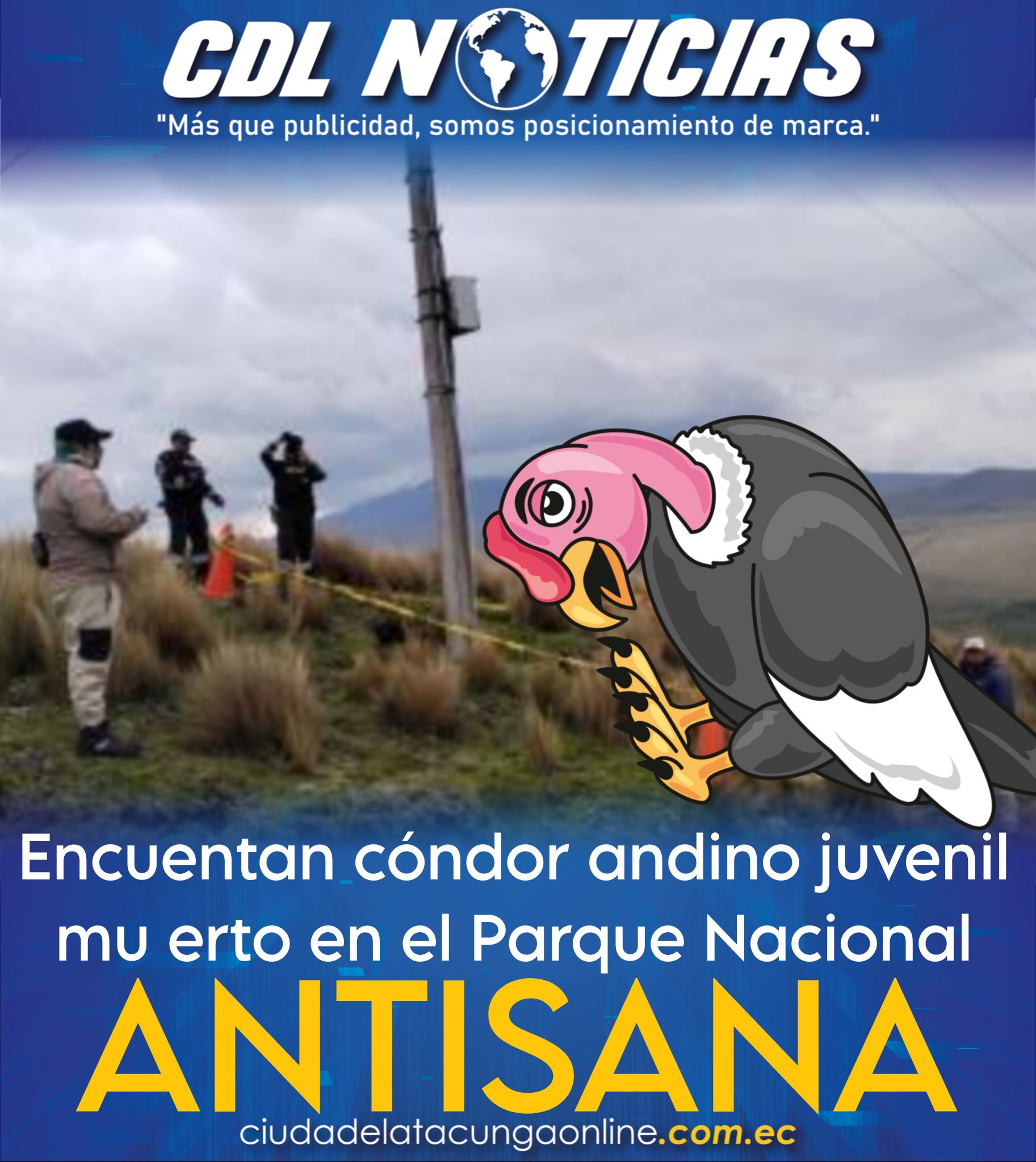 Encuentan cóndor andino juvenil mu erto en el Parque Nacional Antisana
