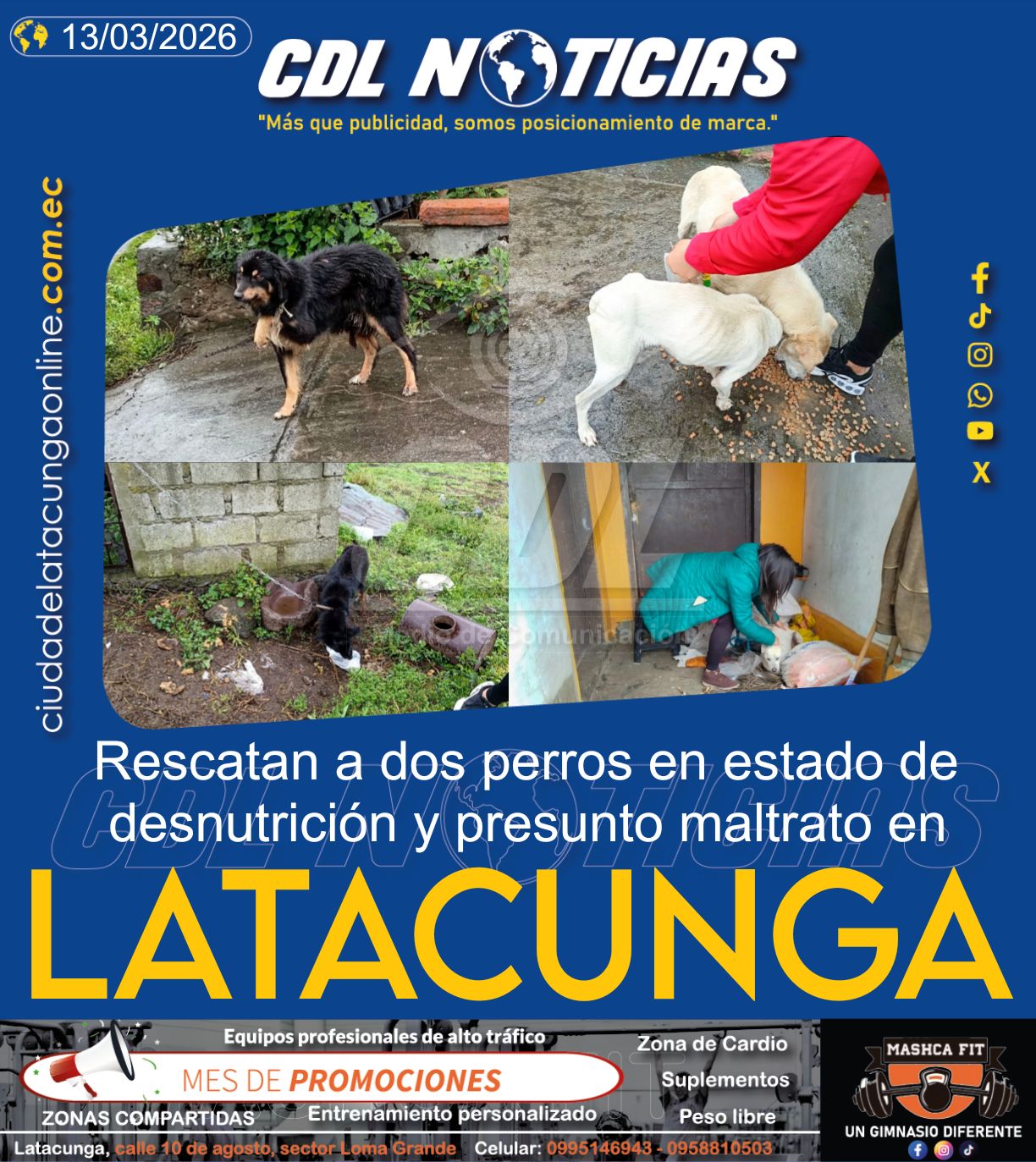 Rescatan a dos perros en estado de desnutrición y presunto maltrato en Latacunga