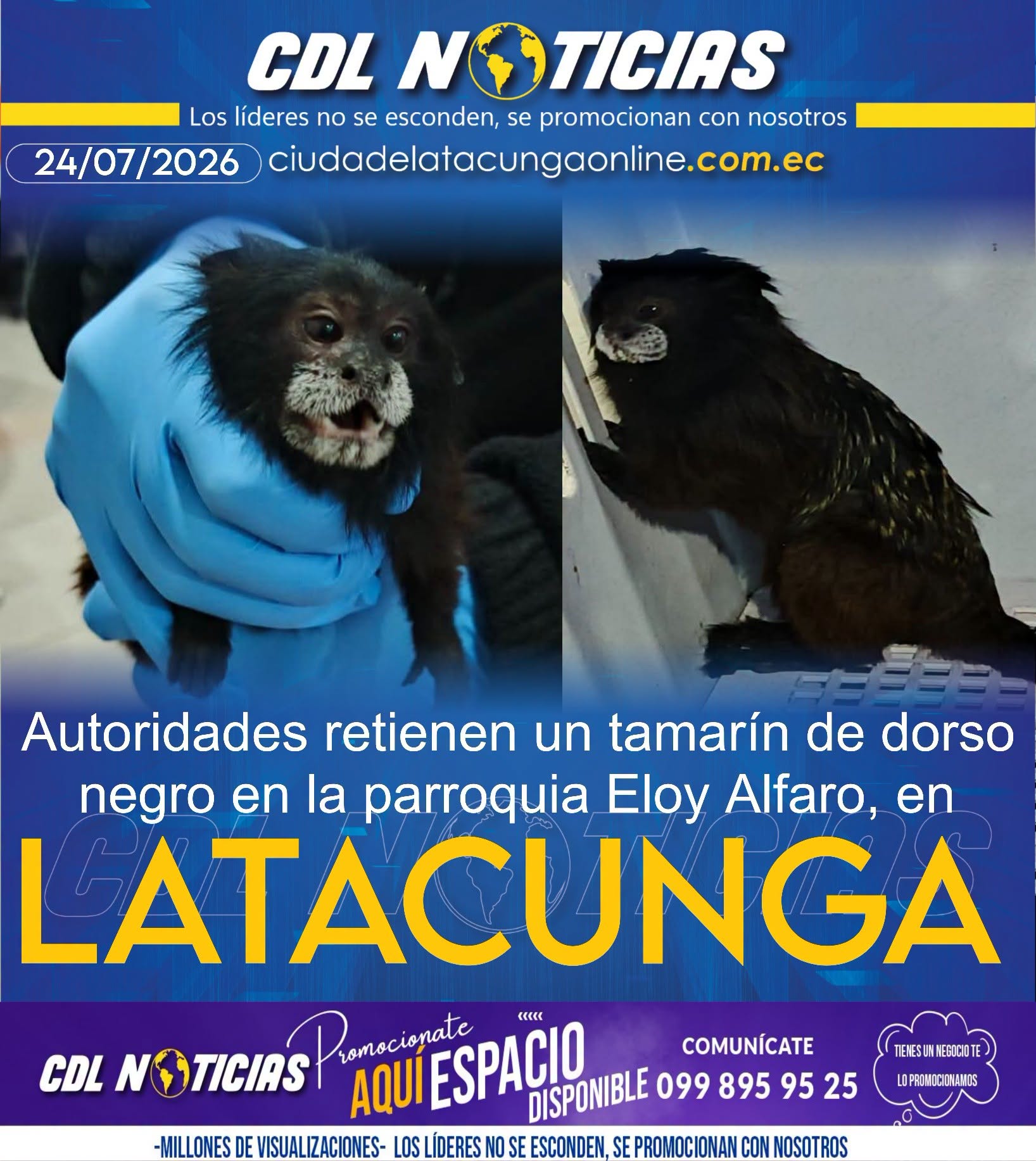 Autoridades retienen un tamarín de dorso negro en la parroquia Eloy Alfaro, en Latacunga
