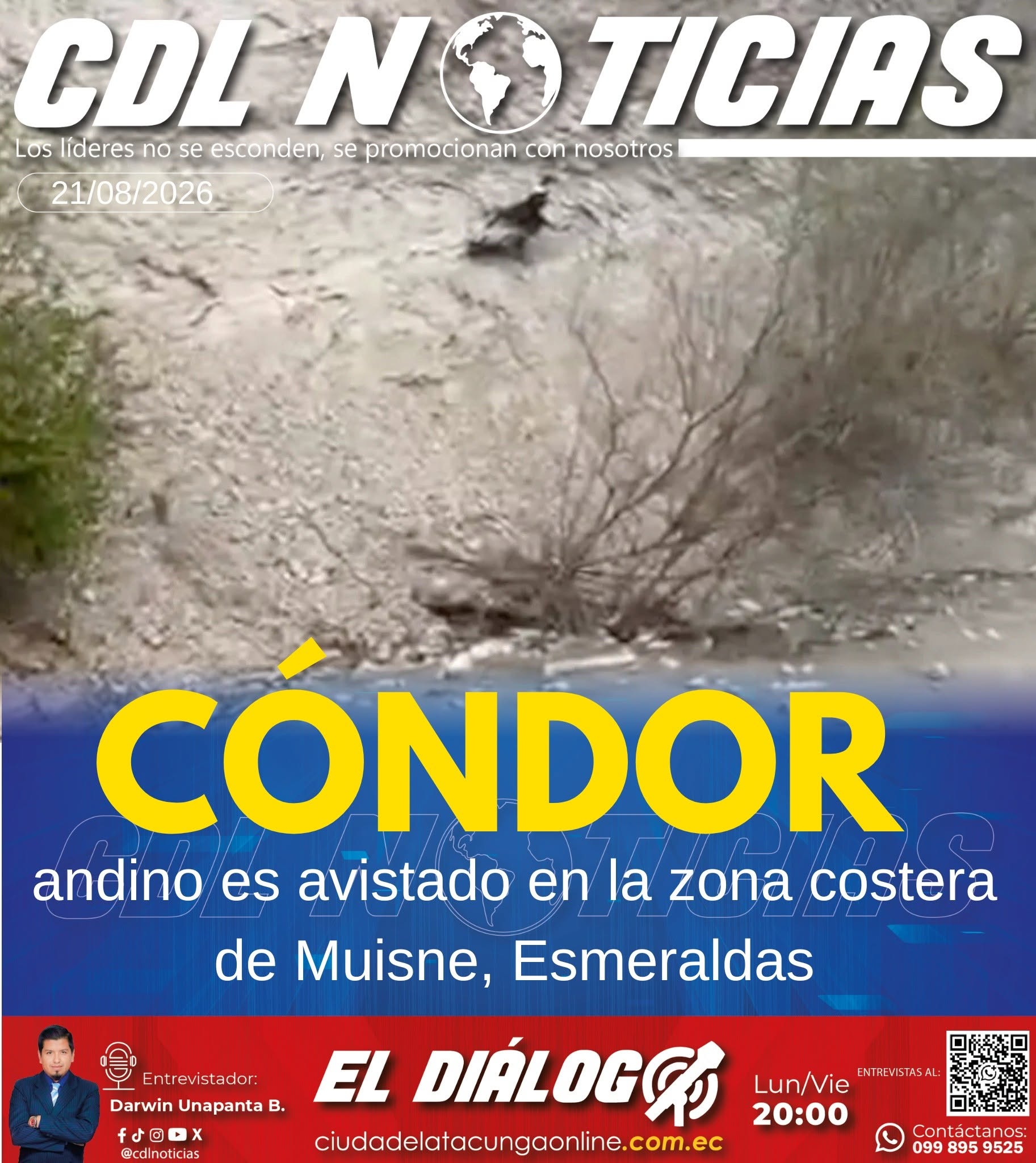 Cóndor andino es avistado en la zona costera de Muisne, Esmeraldas